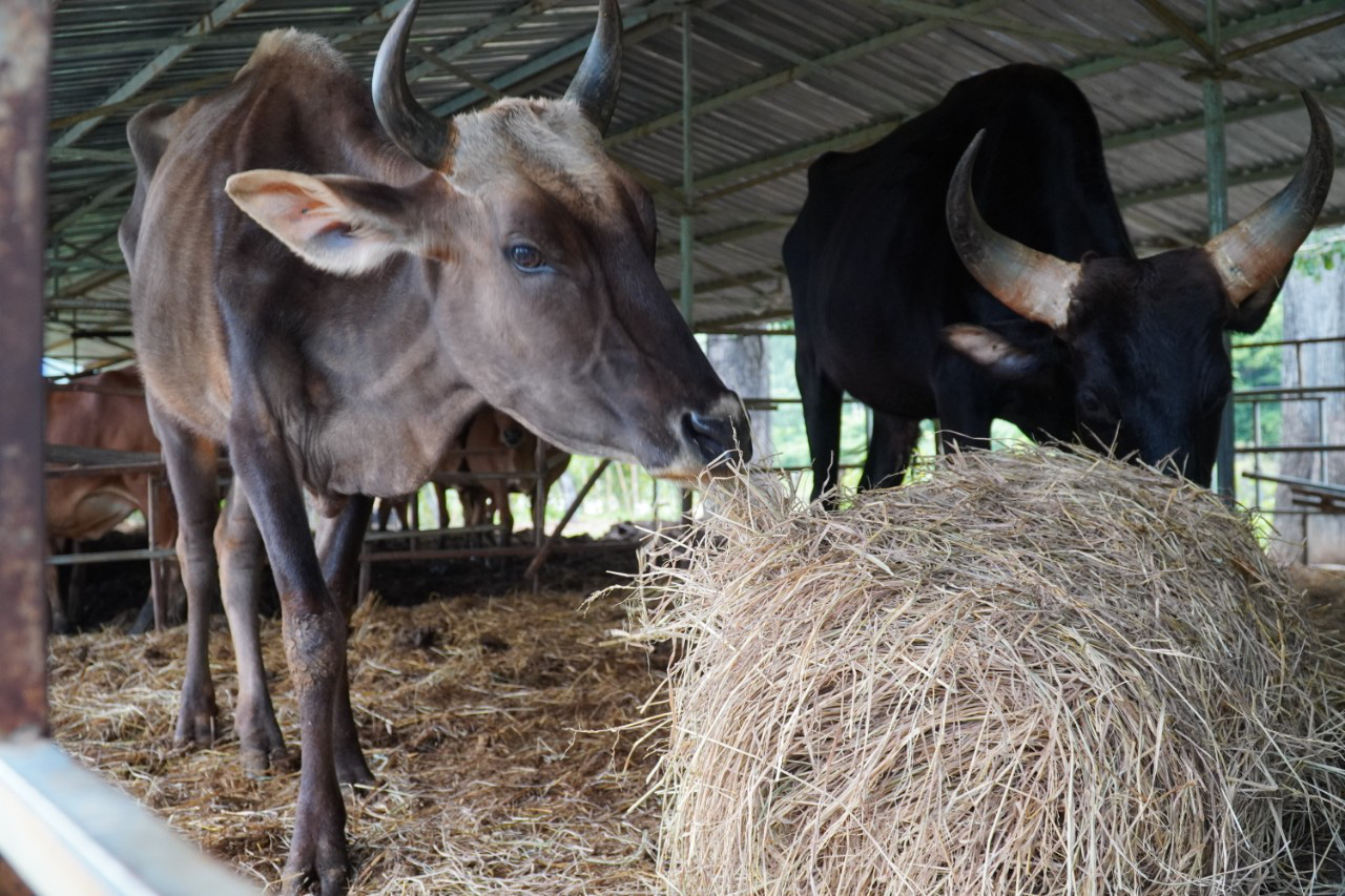 Đàn bò tót gầy trơ xương ở Phước Bình, Giám đốc Sở NNPTNT Ninh Thuận nói gì? - Ảnh 1.