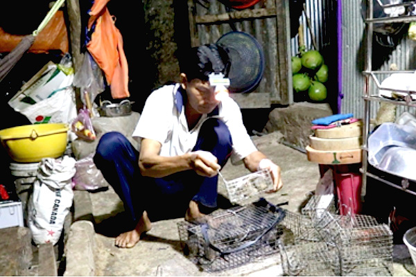 Tuyệt chiêu bẫy bắt chuột đồng béo mẫm của nông dân tỉnh An Giang - Ảnh 2.