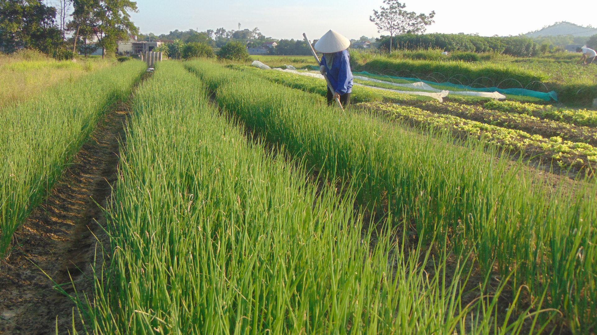 Trồng rau an toàn, nữ giám đốc 8x Thái Nguyên kiếm vài chục triệu đồng mỗi tháng - Ảnh 10.