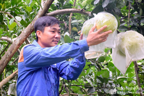 Thanh niên Nghệ An gác bằng đại học vào rừng làm giàu từ trang trại - Ảnh 3.