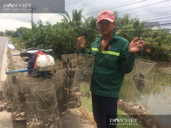 Đồng Tháp: Mùa nước nổi lũ thấp tè nhưng đi bắt ếch đồng vẫn tóm được hàng chục ký, thương lái tranh nhau mua - Ảnh 3.