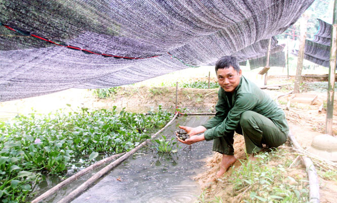 Thái Nguyên: Một ông nông dân trúng lớn khi liều đào ao thả nuôi loài ốc đặc sản bò lừ đừ chỉ ăn bèo, cỏ - Ảnh 1.