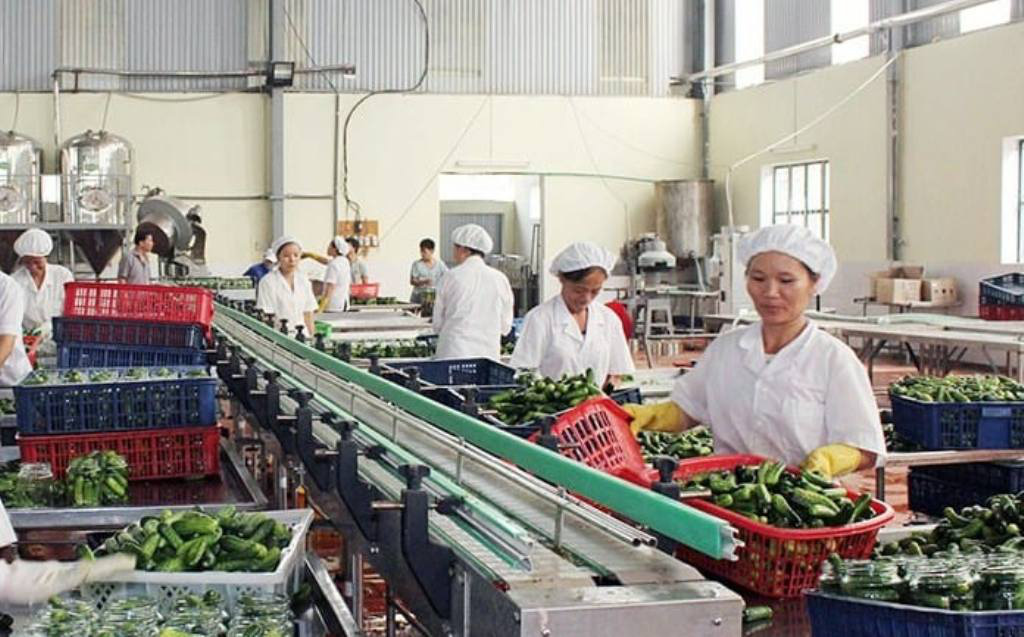 Phát triển nông nghiệp Bắc Giang:	 Hỗ trợ doanh nghiệp chế biến, nâng cao giá trị nông sản  - Ảnh 1.