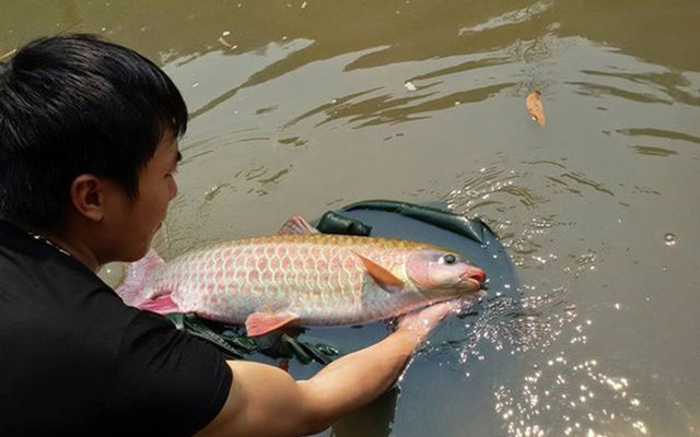 Hội Nông dân Mai Châu: Cầm tay chỉ việc, giúp nông dân thoát nghèo