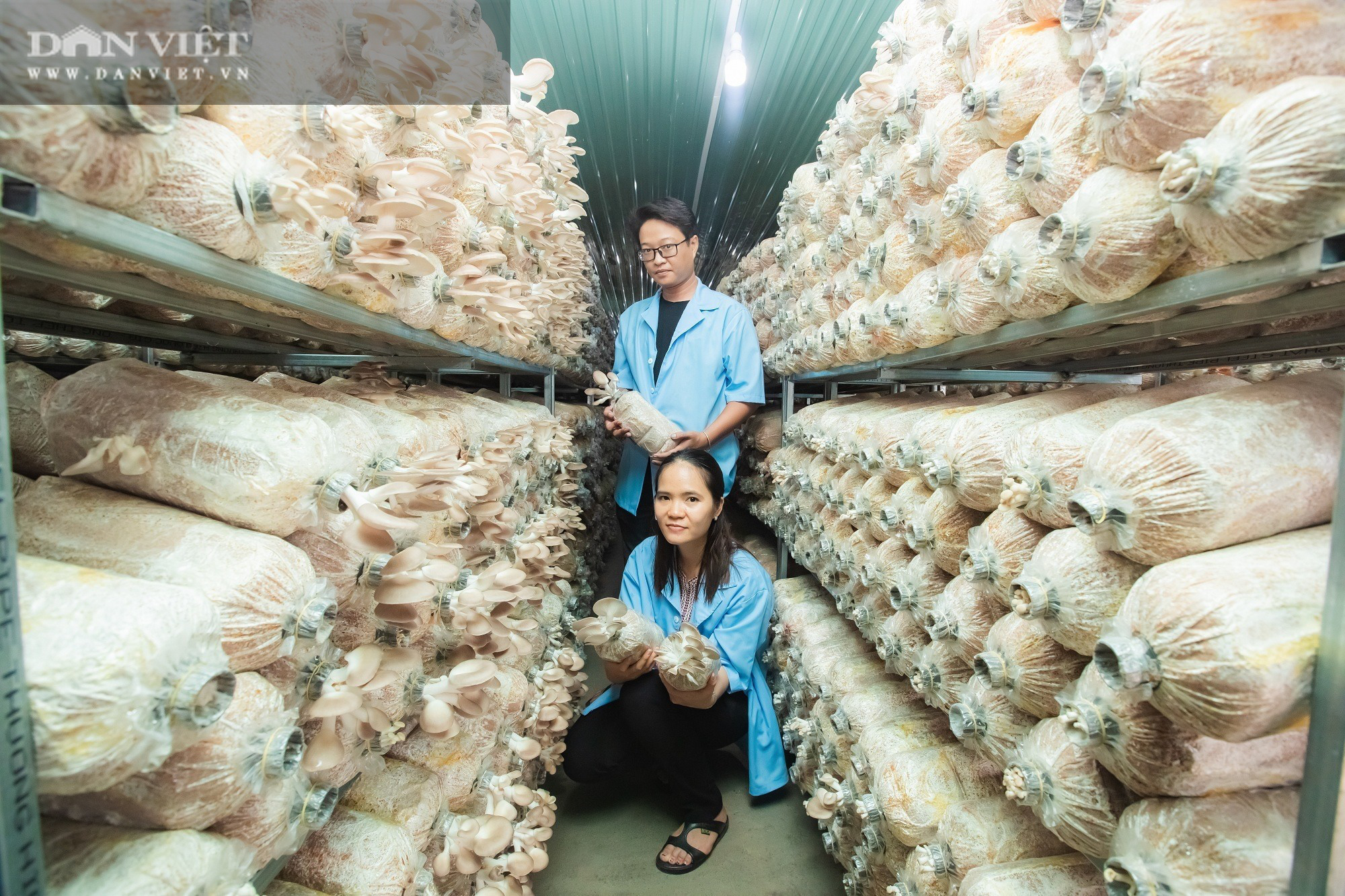 Bình Sơn Mở rộng mô hình trồng nấm sò  Kinh tế  Báo Quảng Ngãi