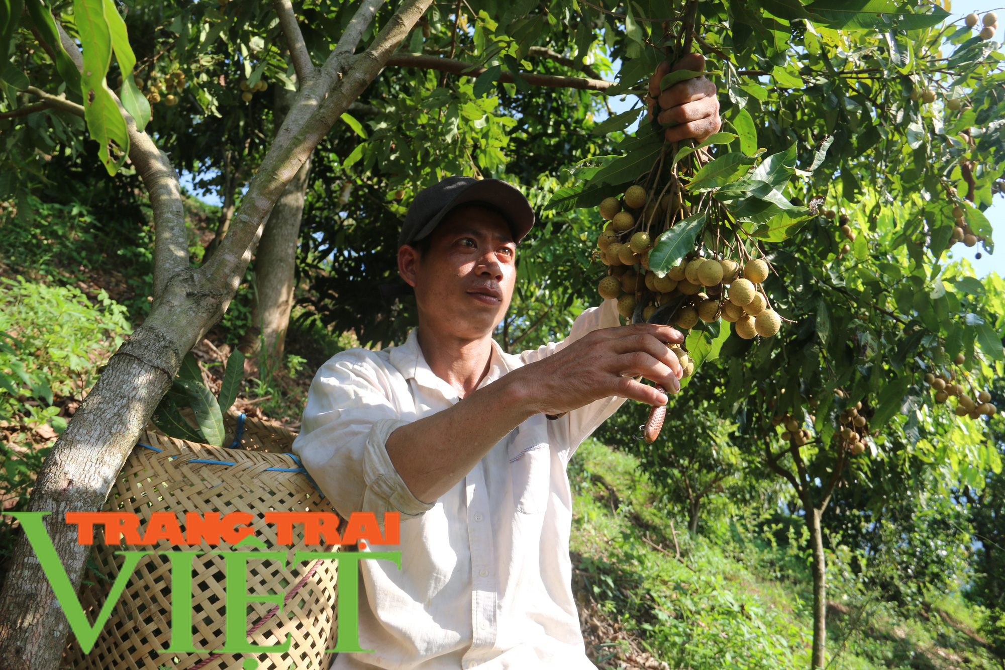 Yên Châu giúp bà con nông dân thoát nghèo và vươn lên làm giàu  - Ảnh 6.