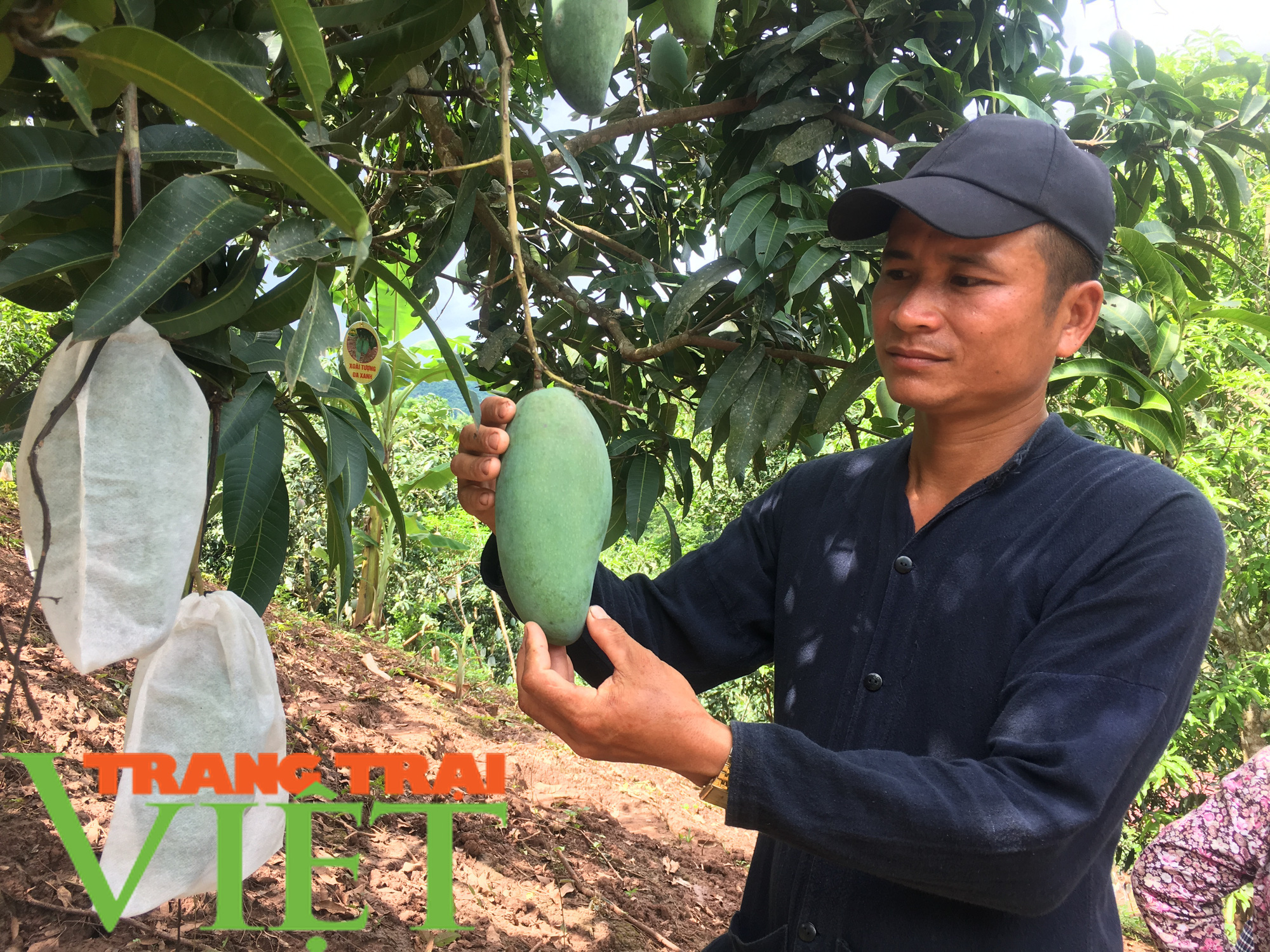 Yên Châu giúp bà con nông dân thoát nghèo và vươn lên làm giàu  - Ảnh 1.