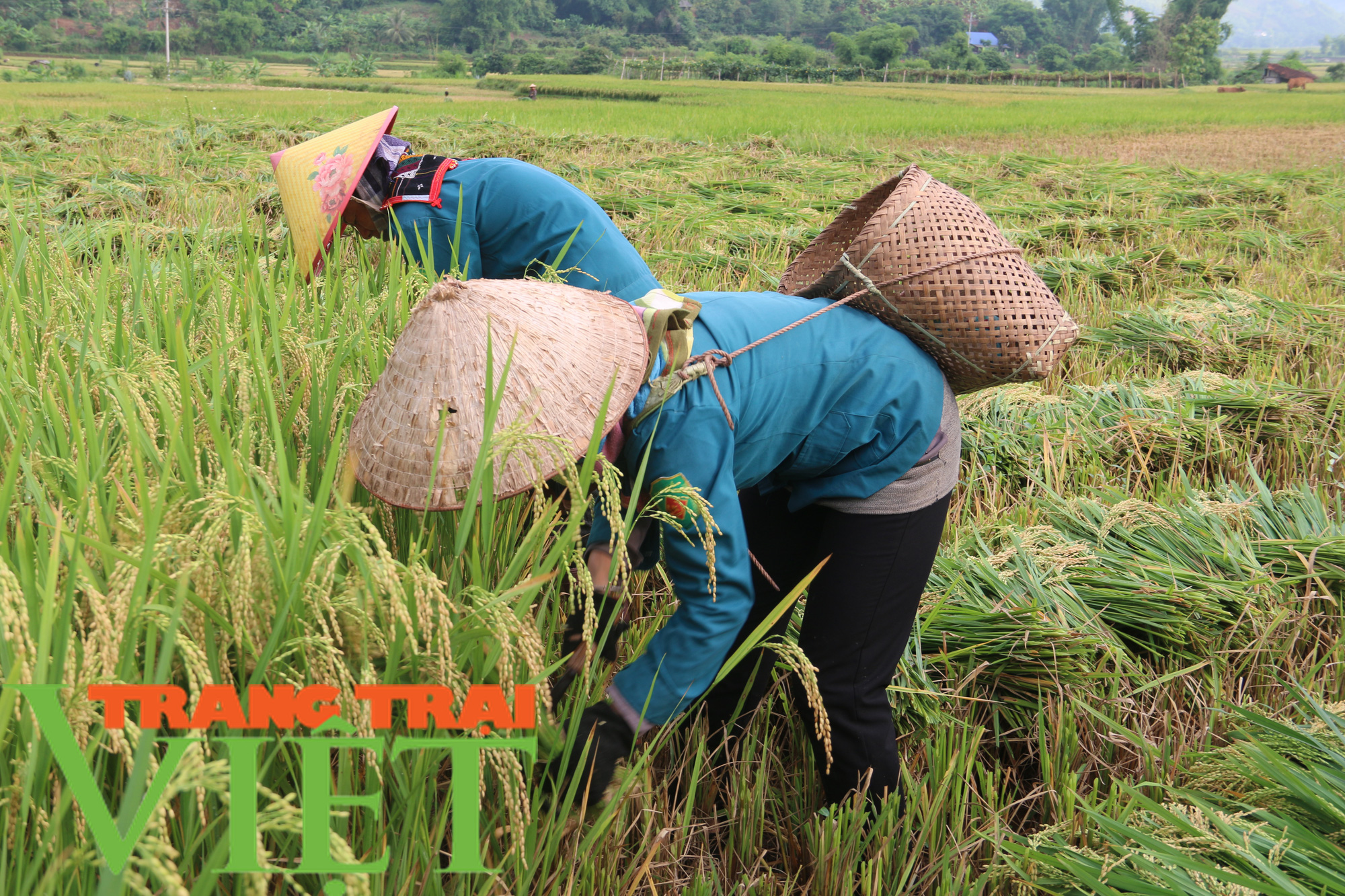 Cầm tay chỉ việc giúp nông dân phát triển sản xuất - Ảnh 5.