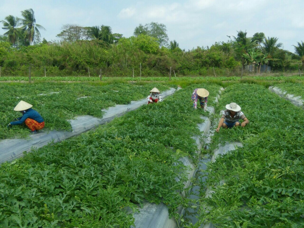 Hội Nông dân TP.Cần Thơ: Quỹ hỗ trợ nông dân đã phát huy được hiệu quả thiết thực - Ảnh 3.