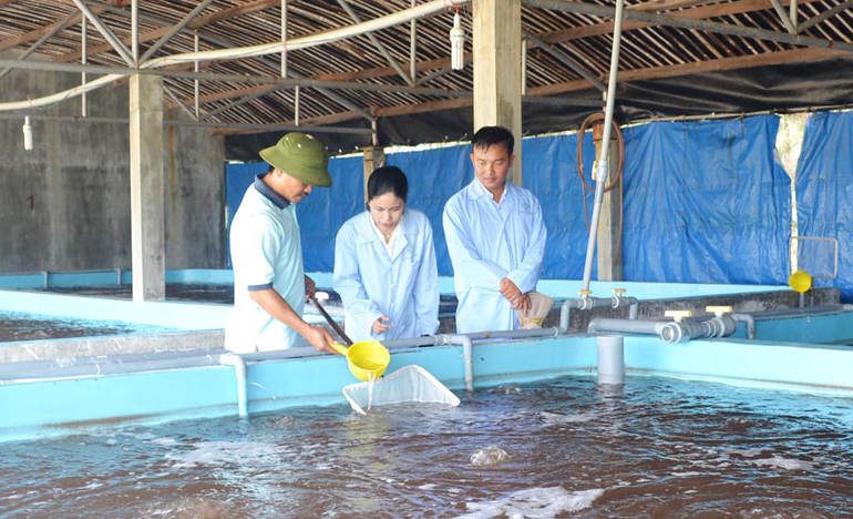 Phú Yên: Vì sao tôm hùm giống nhập khẩu giá rẻ, tỷ lệ sống được thấp? - Ảnh 1.