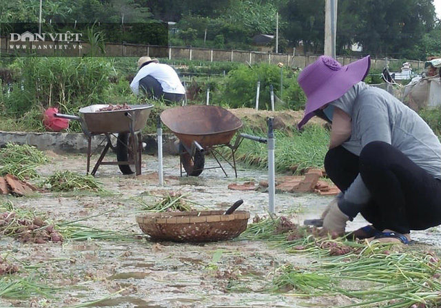 Quảng Ngãi: Mưa bão băm nát cánh đồng “vàng tím”, người dân Lý Sơn mất tiền trăm tỷ  - Ảnh 2.