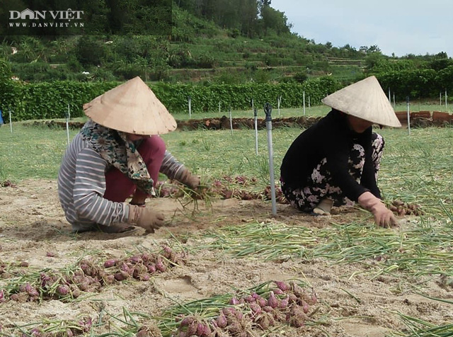 Quảng Ngãi: Mưa bão băm nát cánh đồng “vàng tím”, người dân Lý Sơn mất tiền trăm tỷ  - Ảnh 7.