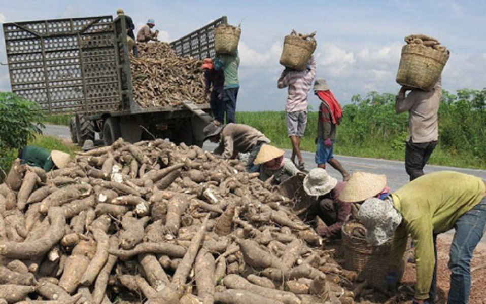 Xuất khẩu tinh bột sắn sang Trung Quốc tăng vọt 73% rồi lao dốc - Ảnh 1.