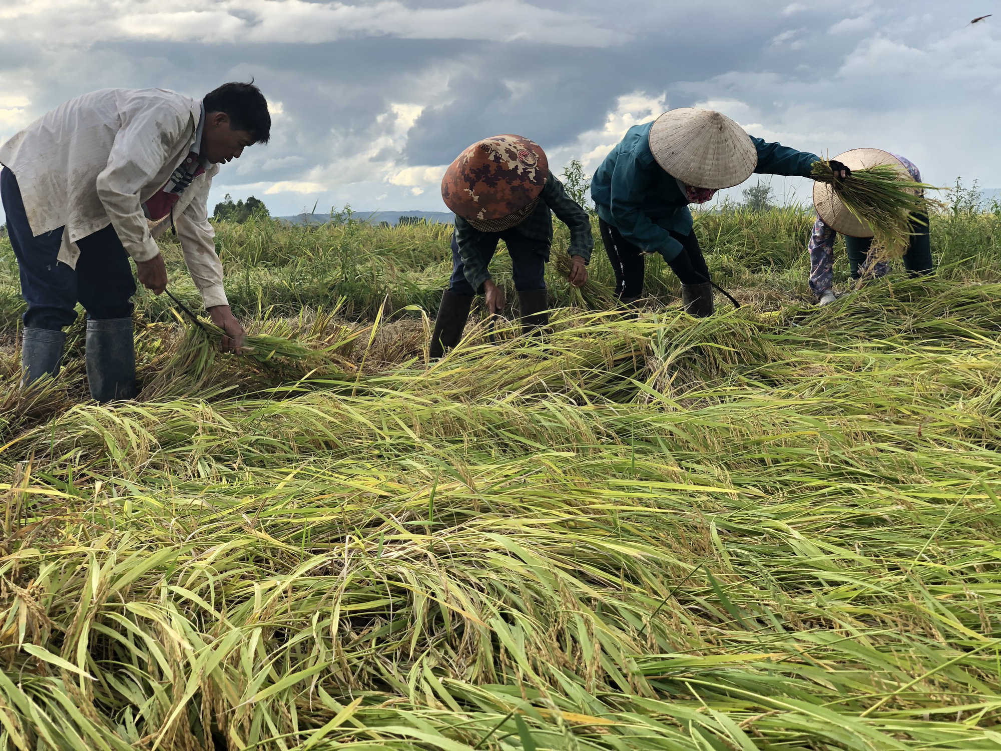 Mưa lũ kéo dài, khiến gần 2.000 ha lúa ở Gia Lai bị thiệt hại gần 20 tỷ đồng - Ảnh 2.