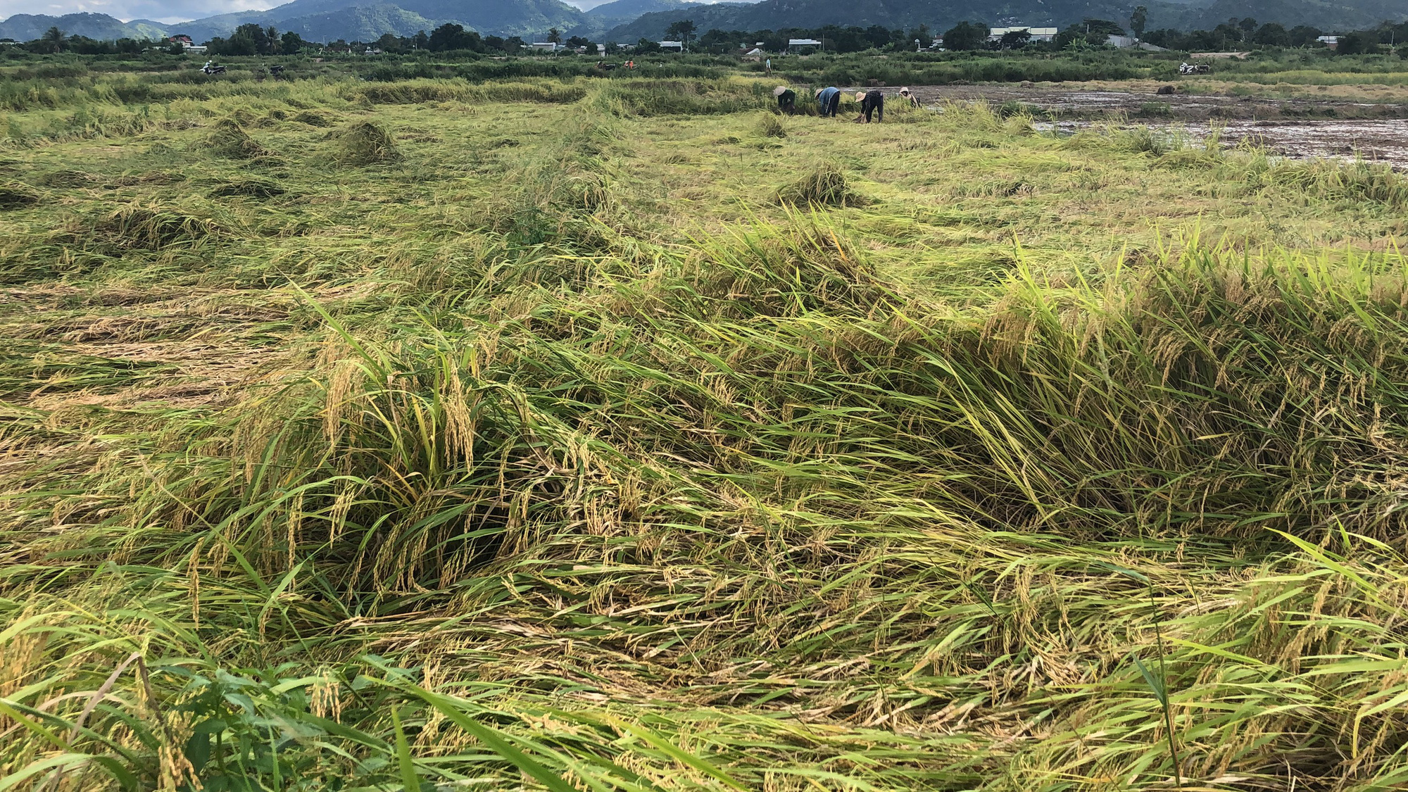 Mưa lũ kéo dài, khiến gần 2.000 ha lúa ở Gia Lai bị thiệt hại gần 20 tỷ đồng - Ảnh 4.