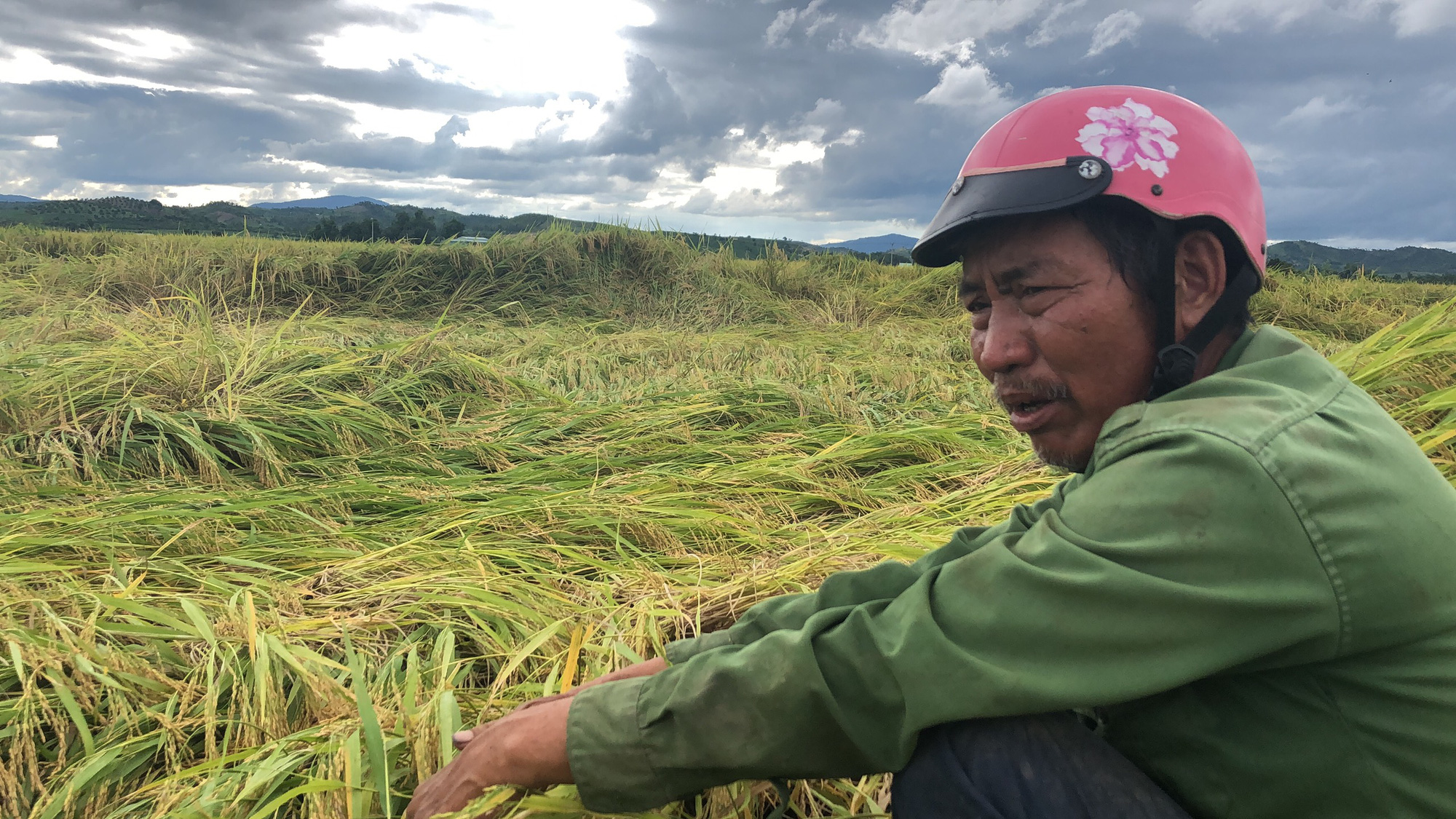 Mưa lũ kéo dài, khiến gần 2.000 ha lúa ở Gia Lai bị thiệt hại gần 20 tỷ đồng - Ảnh 5.