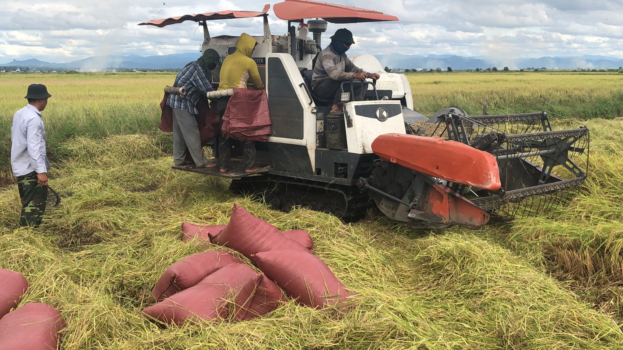 Mưa lũ kéo dài, khiến gần 2.000 ha lúa ở Gia Lai bị thiệt hại gần 20 tỷ đồng - Ảnh 7.
