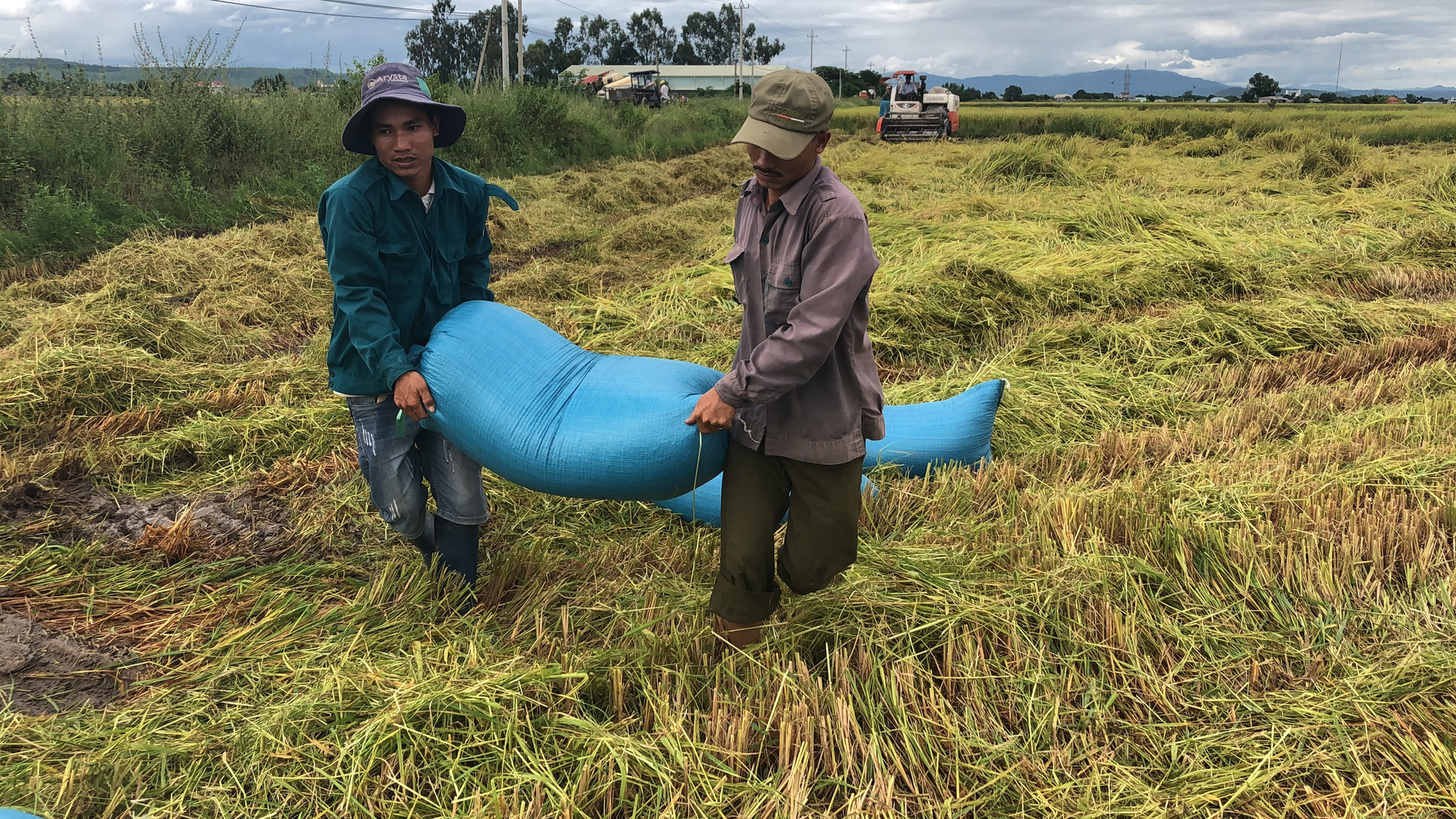 Mưa lũ kéo dài, khiến gần 2.000 ha lúa ở Gia Lai bị thiệt hại gần 20 tỷ đồng - Ảnh 6.
