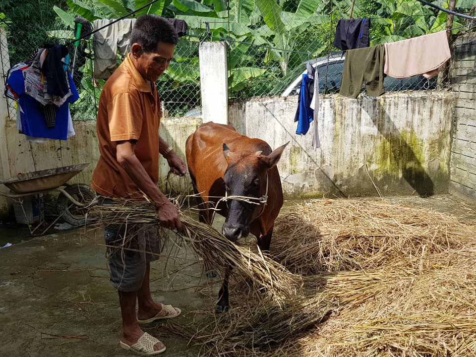 Điện Biên: Thông tin hỗ trợ bò gầy yếu là không chính xác - Ảnh 2.