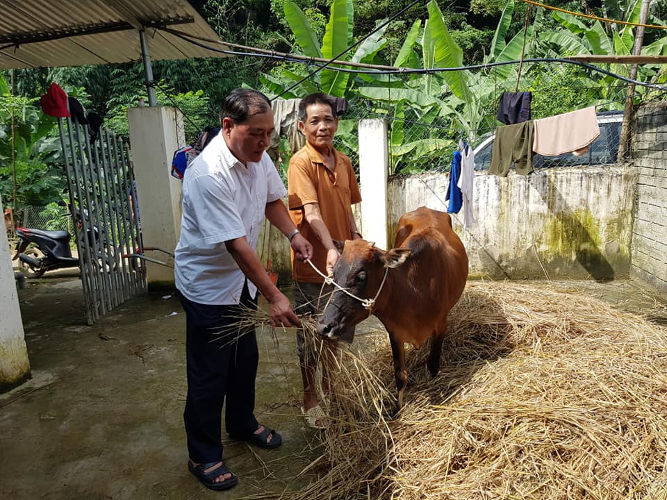 Điện Biên: Thông tin hỗ trợ bò gầy yếu là không chính xác - Ảnh 1.