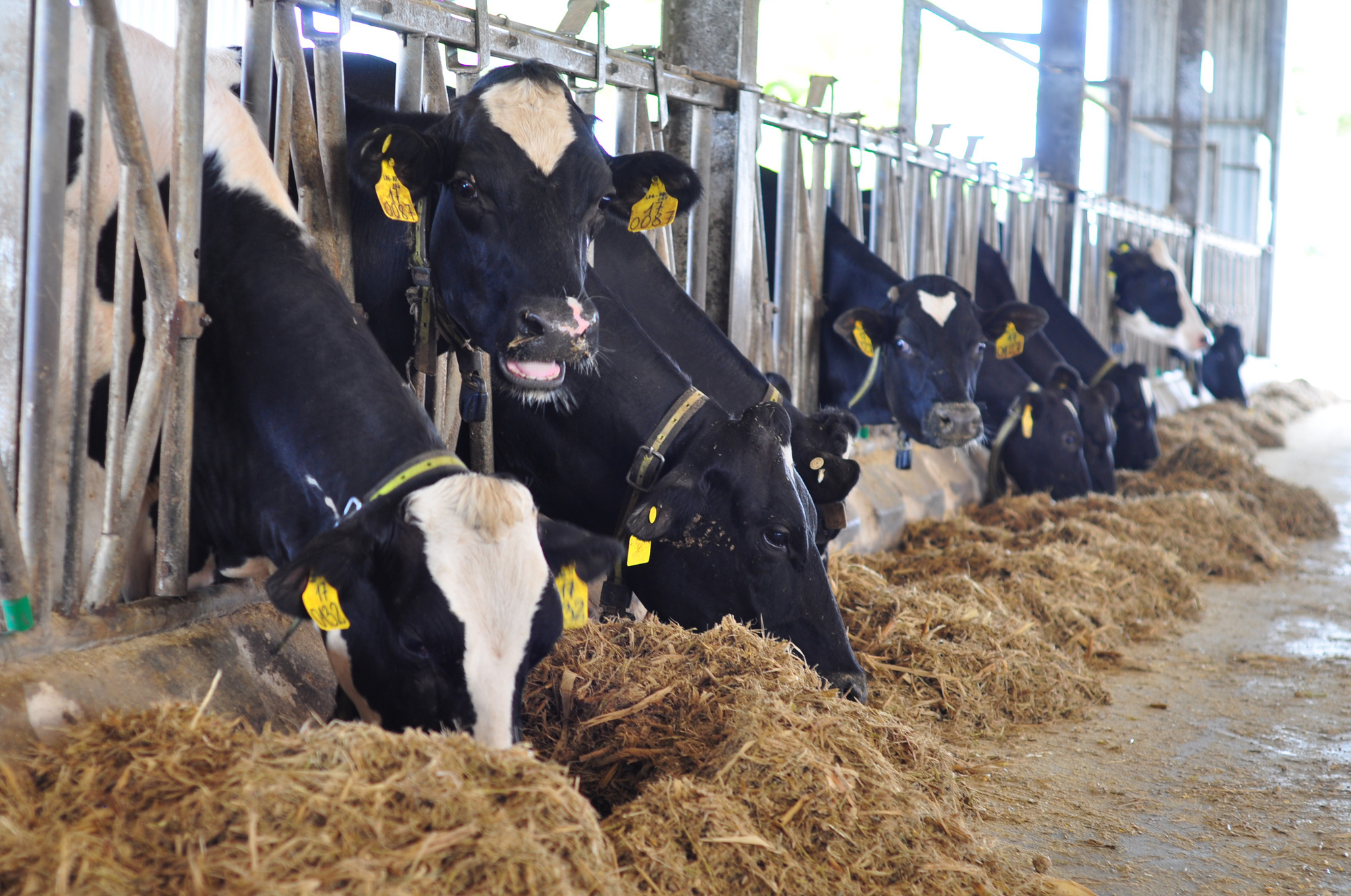 Hàng trăm con bò tại trang trại của ông Nguyễn Hữu Tuấn (Lâm Đồng) được bảo hiểm rủi ro của bảo hiểm Agribank (ABIC)