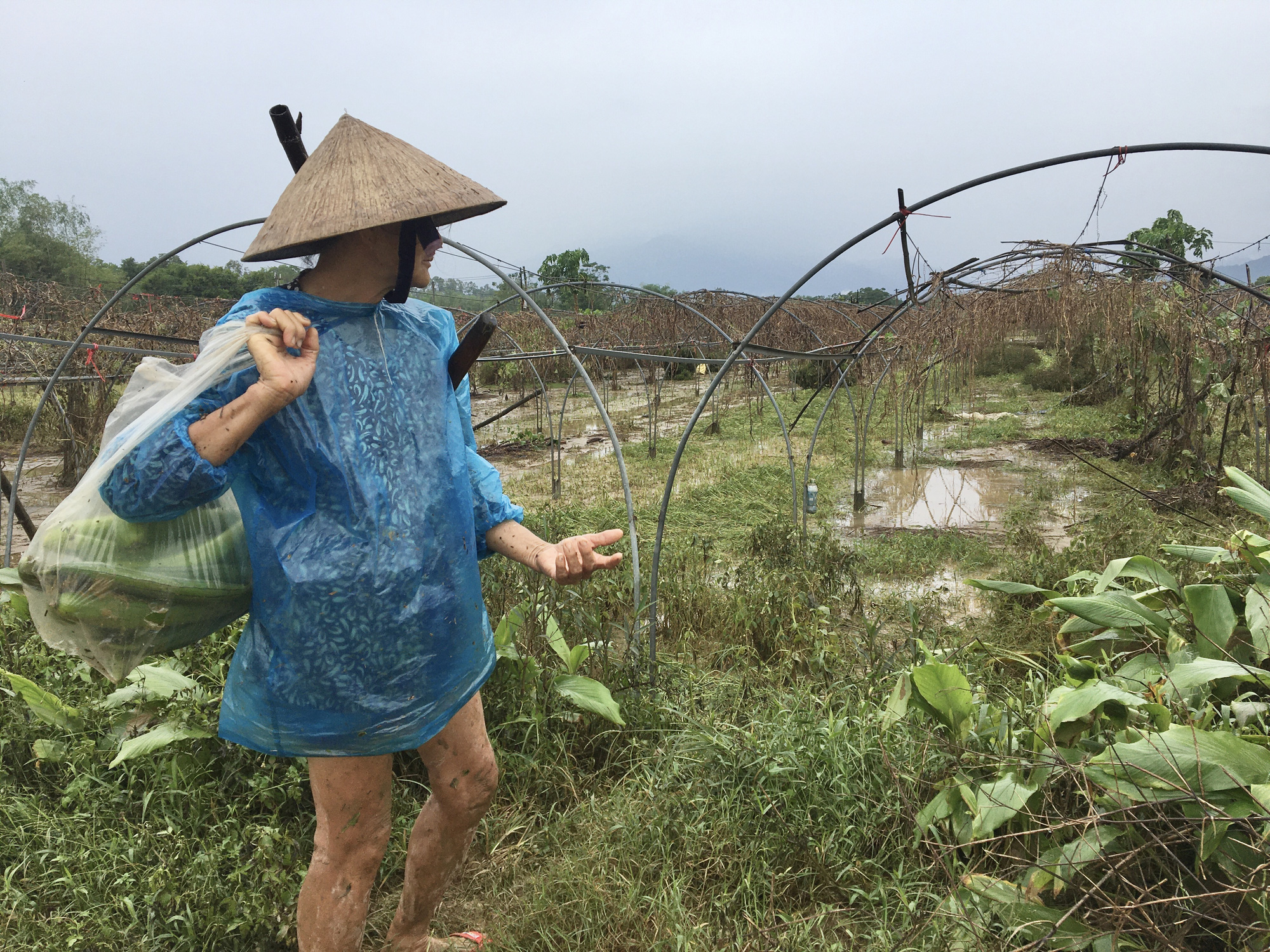 Đà Nẵng: Nông dân thiệt hại nặng nề do mưa lũ kéo dài - Ảnh 4.