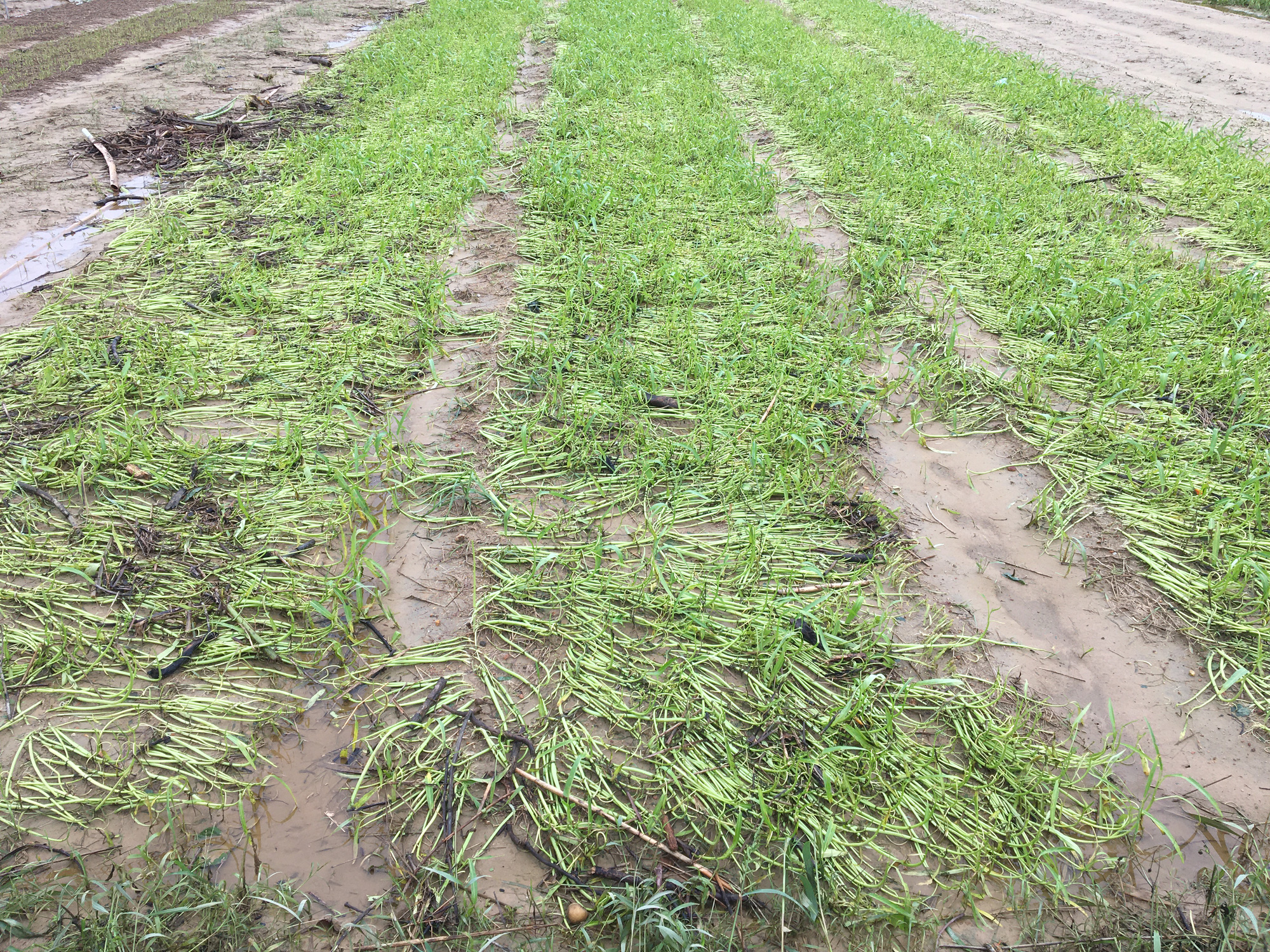 Đà Nẵng: Nông dân thiệt hại nặng nề do mưa lũ kéo dài - Ảnh 2.