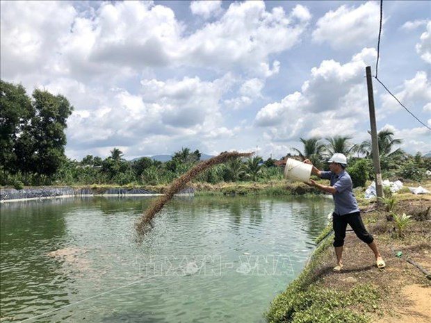 Cá rô phi Philipines khác rô phi thường điểm gì mà ông nông dân tỉnh Bà Rịa-Vũng Tàu bắt 300 tấn, thu 9 tỷ? - Ảnh 1.