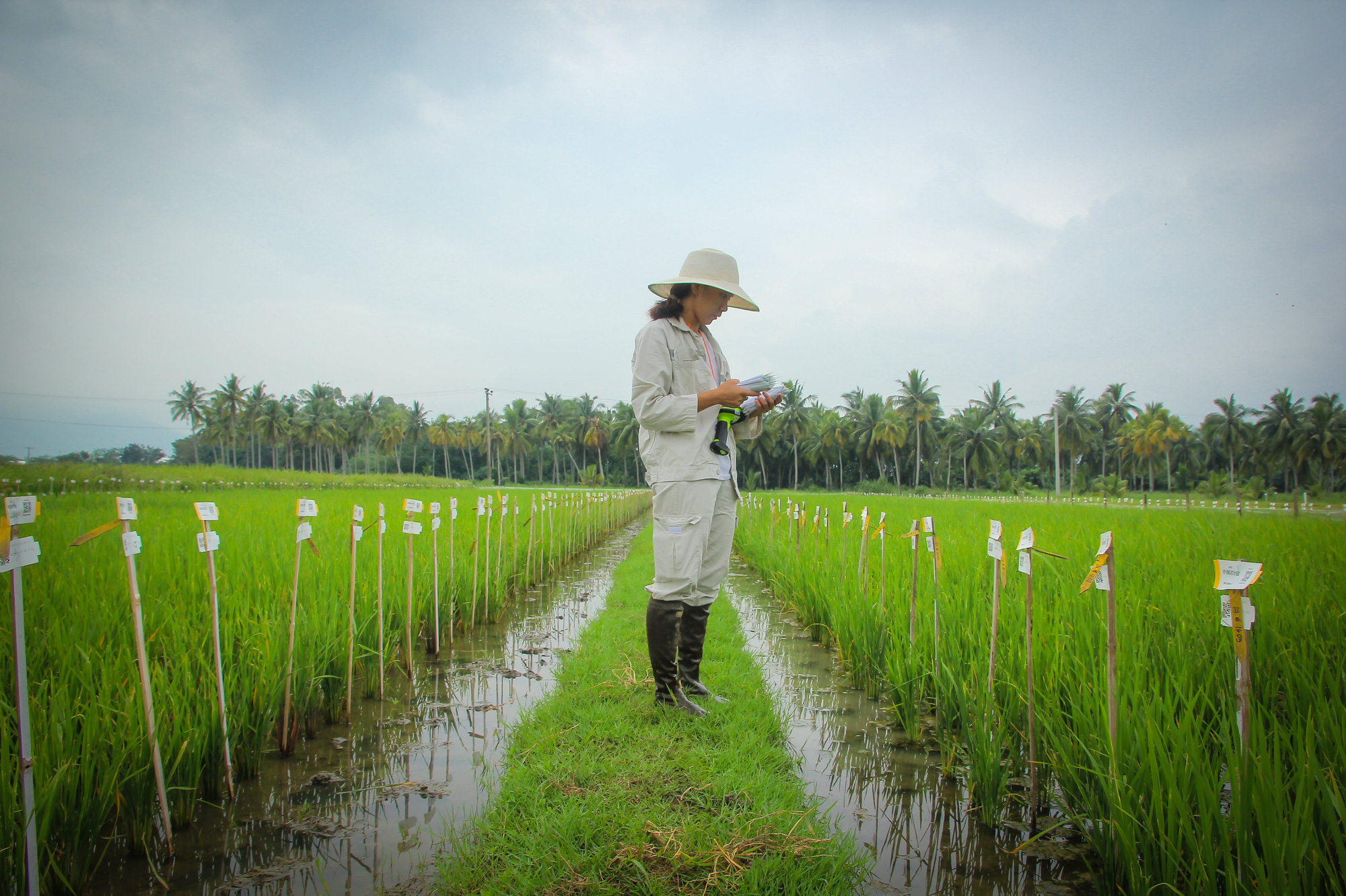 VINASEED mở rộng hợp tác với Viện nghiên cứu Lúa Quốc tế (IRRI)  - Ảnh 3.