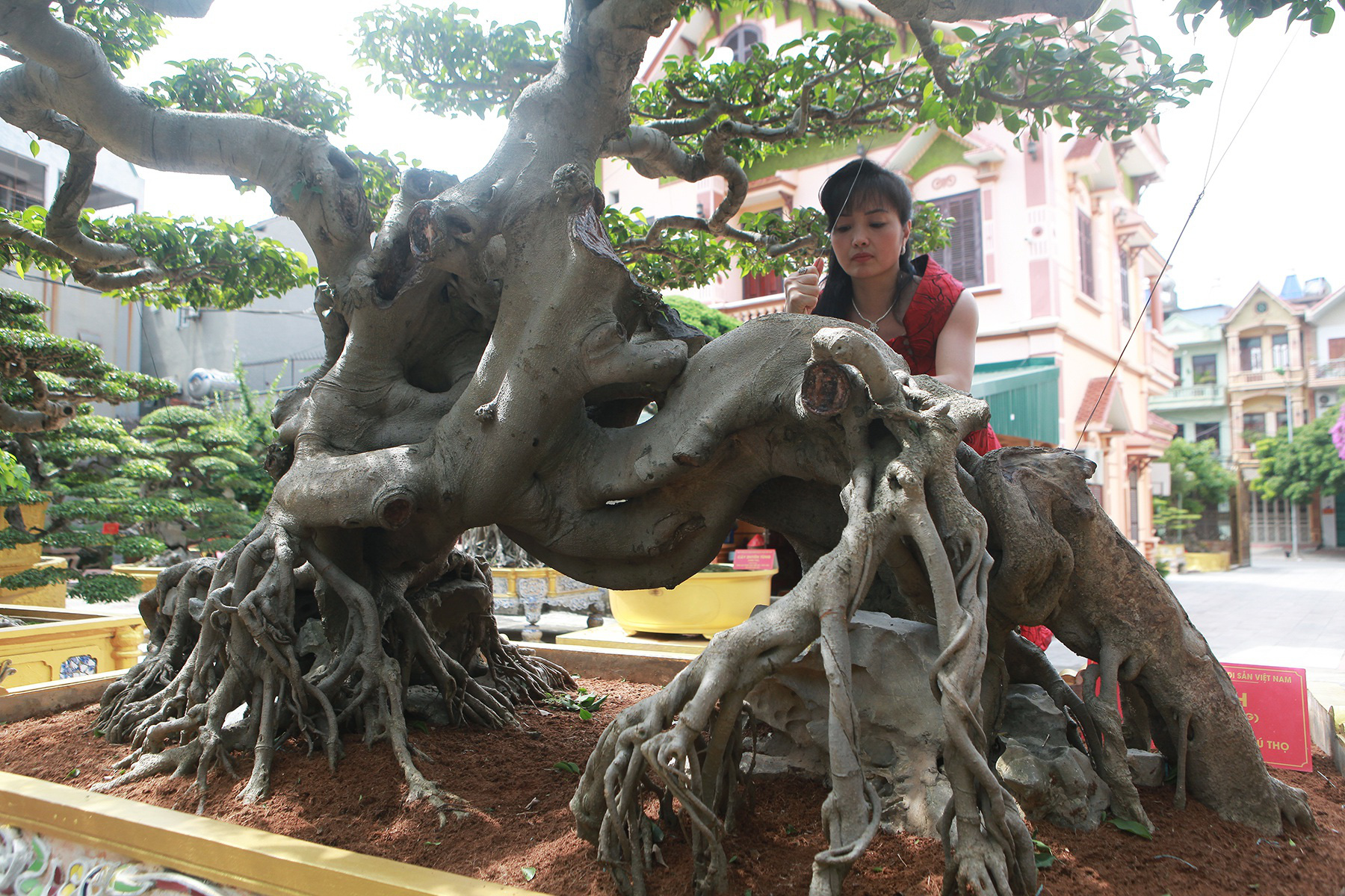 Phú Thọ: Giấu chồng, người phụ nữ mang 5 tỷ thuê xe vào rừng mua bằng được sanh cổ dáng quái - Ảnh 9.