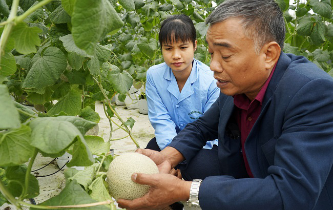 Hiệp Hòa (Bắc Giang): Tập trung làm nông nghiệp công nghệ cao - Ảnh 2.