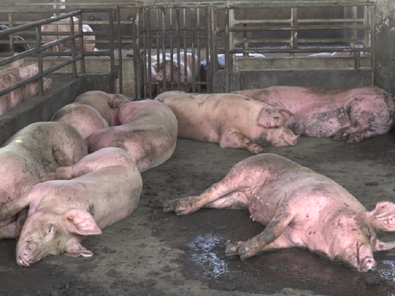 Tiêu hủy hơn 100 con heo nhiễm dịch tả lợn ở Gia Lai - Ảnh 1.