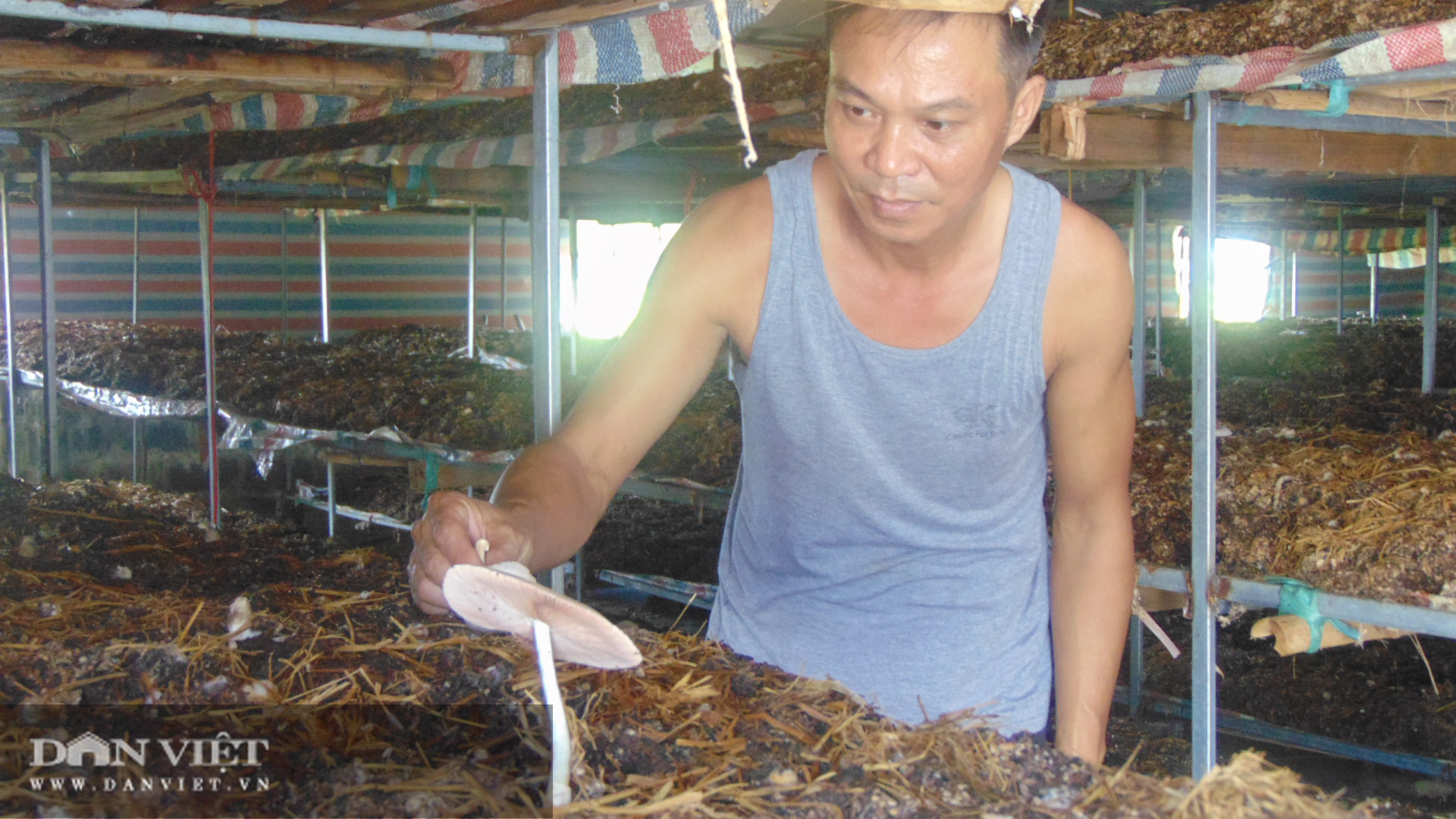 Trồng nấm rơm thương phẩm, anh nông dân Thái Nguyên bỏ túi vài trăm triệu mỗi năm - Ảnh 1.
