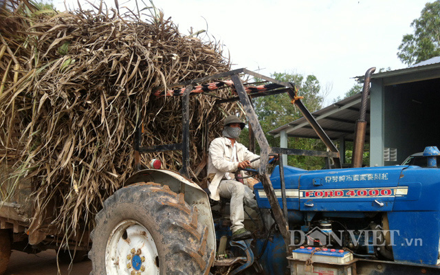 Sản lượng mía chế biến thấp chưa từng có trong gần 20 năm trở lại đây - Ảnh 1.