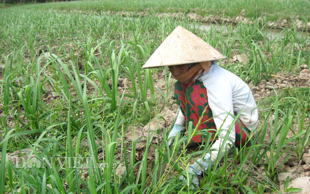 Sản lượng mía chế biến thấp chưa từng có trong gần 20 năm trở lại đây - Ảnh 2.