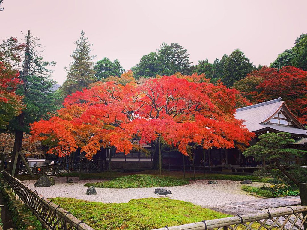 Chiêm ngưỡng cây phong 400 tuổi ở Nhật Bản - Ảnh 7.