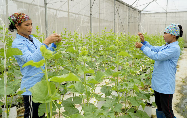 Hiệp Hòa (Bắc Giang): Tập trung làm nông nghiệp công nghệ cao - Ảnh 1.
