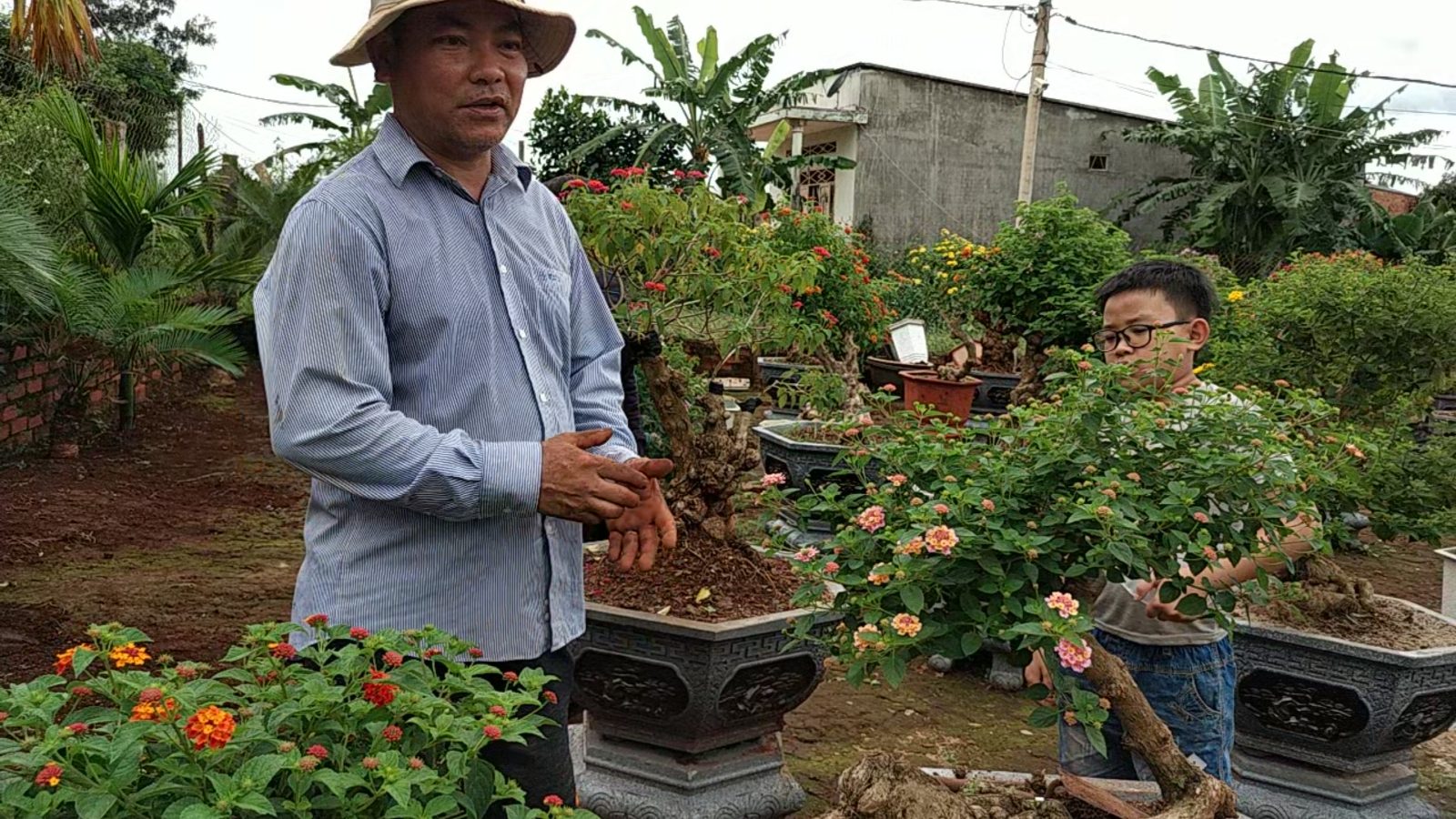 Trồng loài hoa dại hay mọc hoang ven đường, bông nở nhiều màu độc lạ, nhiều người tìm đến xem - Ảnh 1.