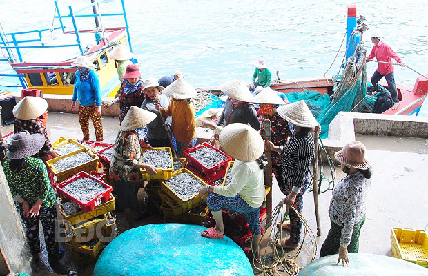 Bình Định: Loài cá này xuất hiện dày đặc, dân tất bật đánh bắt, cả làng trúng đậm - Ảnh 2.