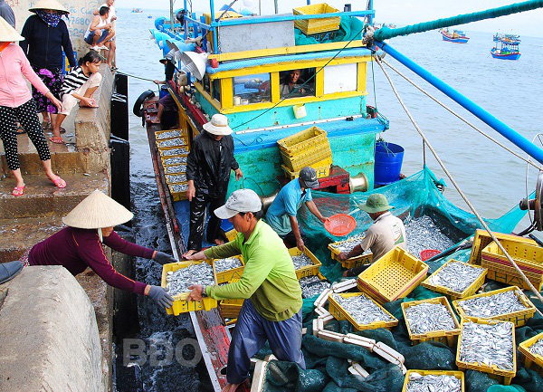 Bình Định: Loài cá này xuất hiện dày đặc, dân tất bật đánh bắt, cả làng trúng đậm - Ảnh 1.