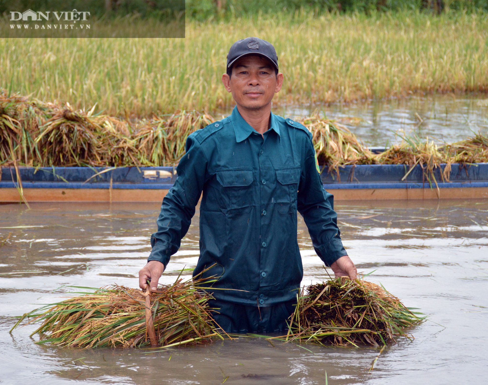 Ảnh: Hơn 16.000ha lúa ở Cà Mau bị ngập, bộ đội, dân quân tự vệ giúp dân thu hoạch - Ảnh 9.