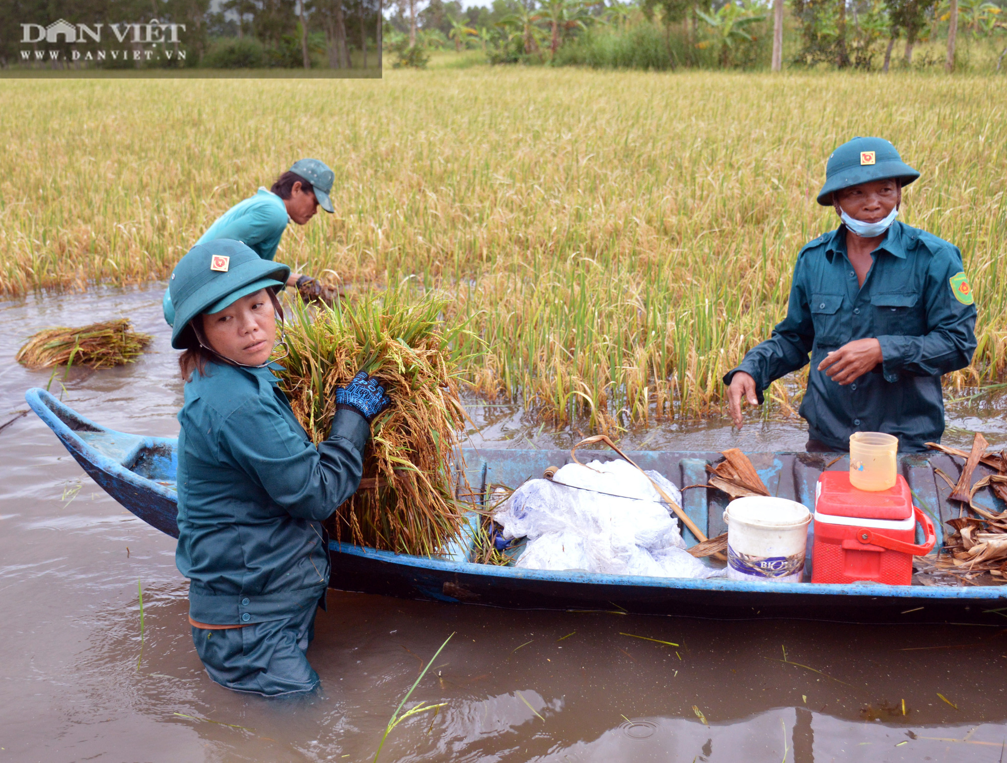 Ảnh: Hơn 16.000ha lúa ở Cà Mau bị ngập, bộ đội, dân quân tự vệ giúp dân thu hoạch - Ảnh 6.