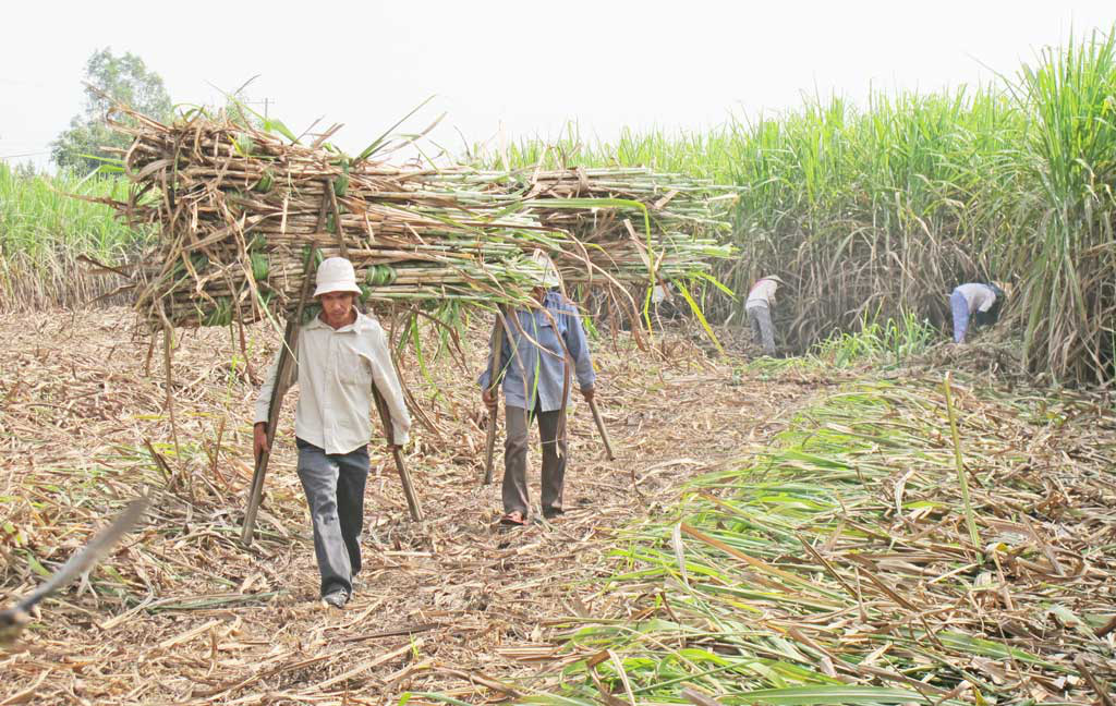 Long An: Đây là loài cây ra trái chi chít giúp nông dân thu lãi cả trăm triệu đồng/ha - Ảnh 1.