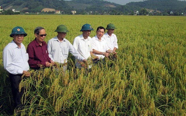 Trồng loại gạo nếp đặc sản hạt tròn như con ong này lợi nhuận gấp 3 lần trồng gạo tẻ, bao người tìm mua