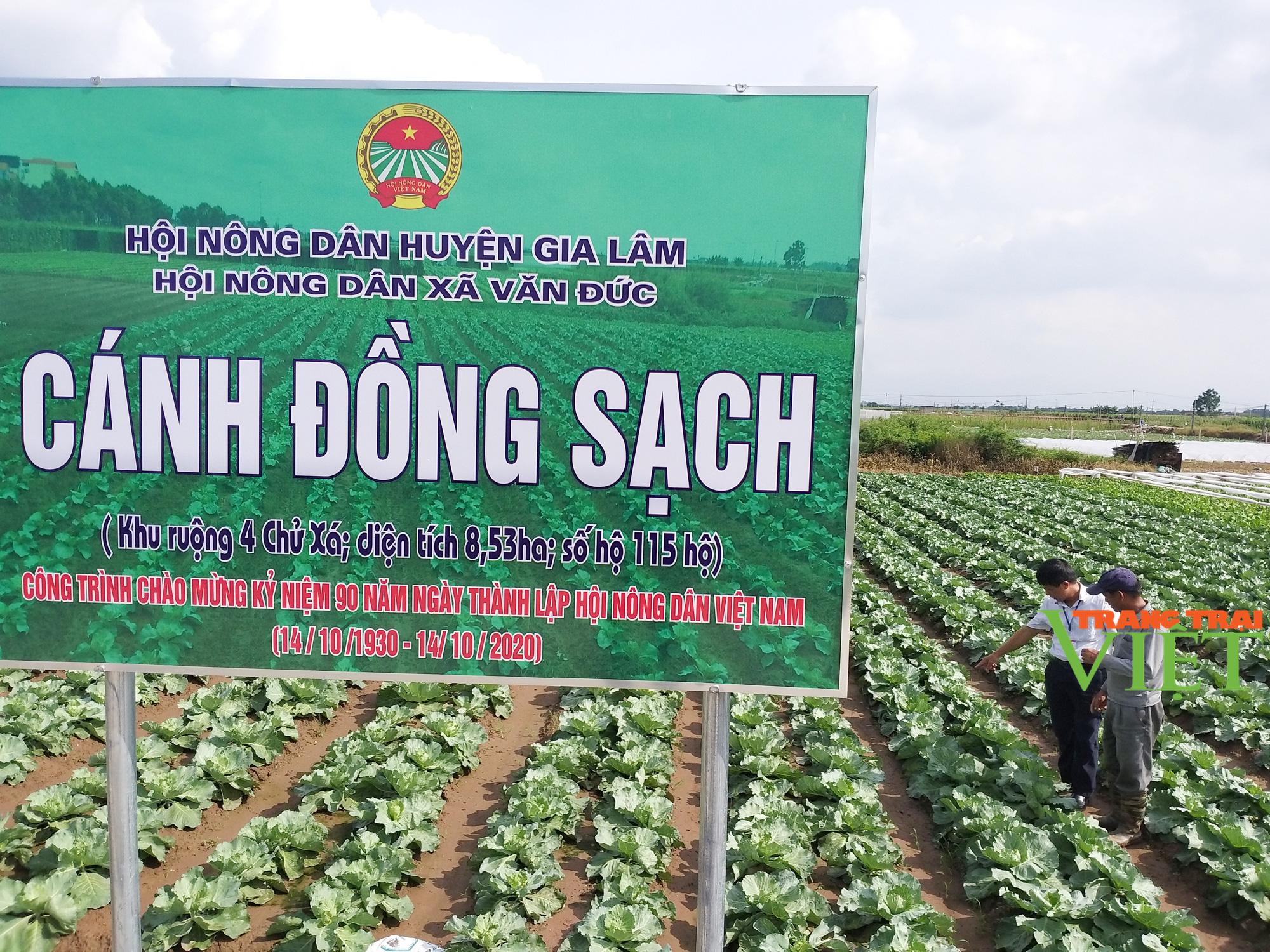 Hà Nội có nơi người dân trồng rau xanh không phun thuốc trừ sâu khiến khách Nhật, Hàn phải sang tận nơi mua - Ảnh 4.