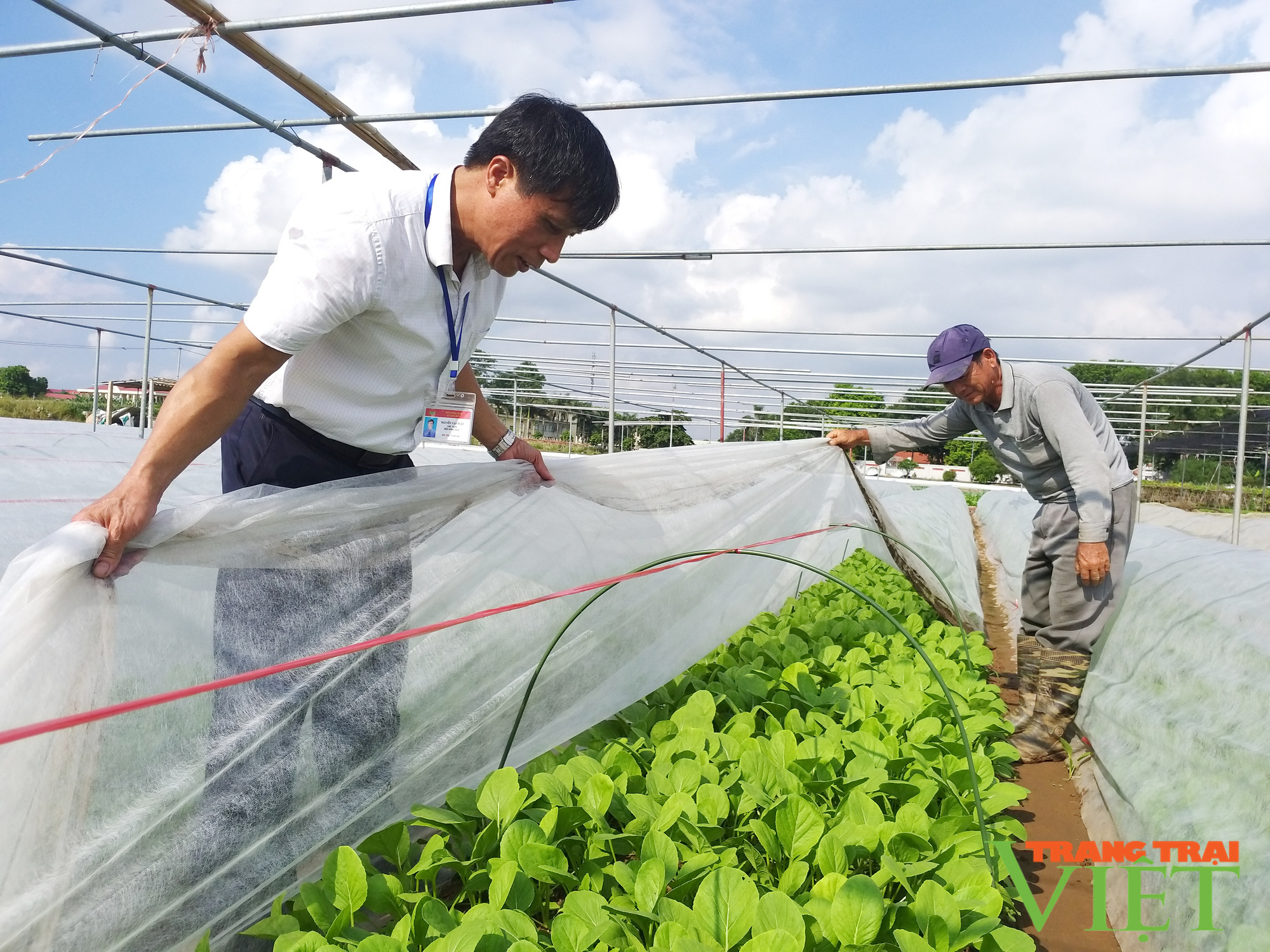 Hà Nội có nơi người dân trồng rau xanh không phun thuốc trừ sâu khiến khách Nhật, Hàn phải sang tận nơi mua - Ảnh 1.