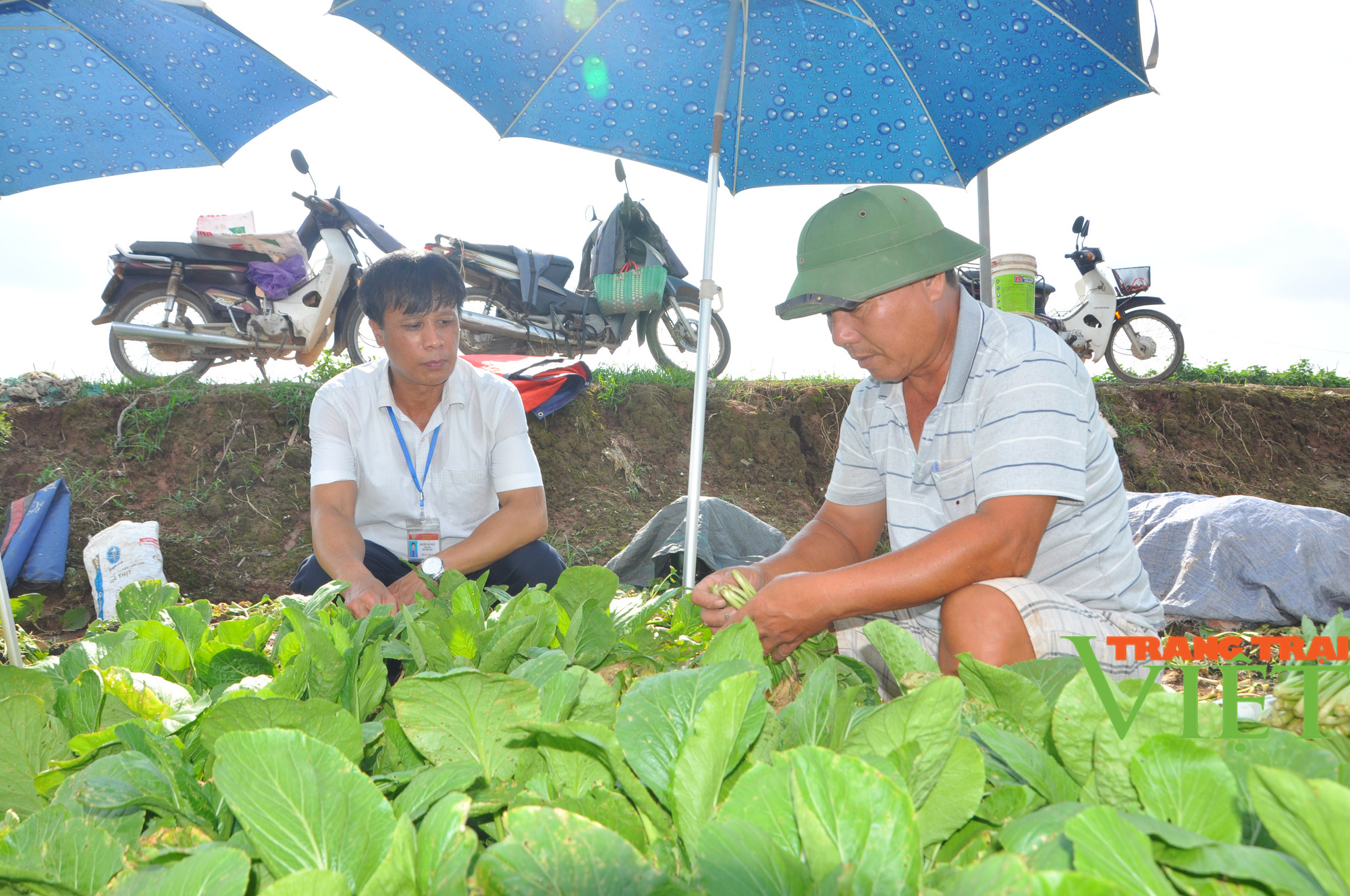 Hà Nội có nơi người dân trồng rau xanh không phun thuốc trừ sâu khiến khách Nhật, Hàn phải sang tận nơi mua - Ảnh 5.