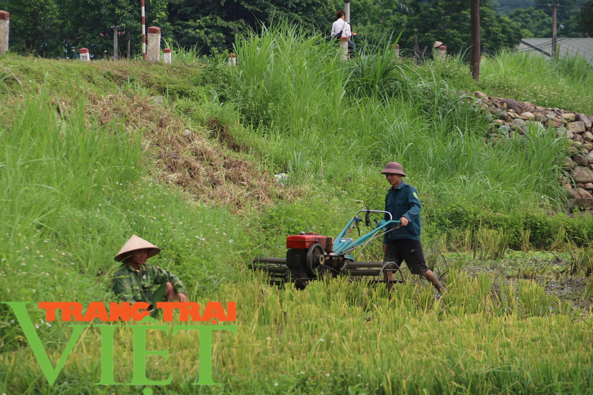 Thêm một mùa màng bội thu ở xứ Mường - Ảnh 5.