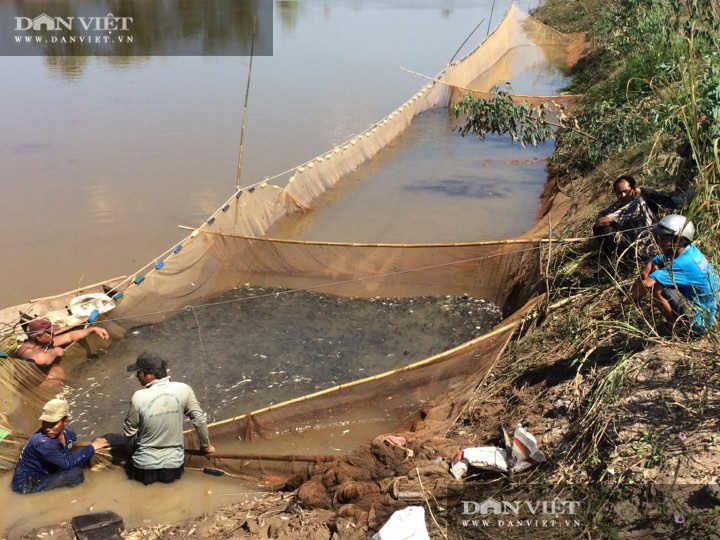 Đồng Tháp: Dẫn dụ cá đồng vào ruộng, nông dân bắt lên toàn cá ngon, tươi roi rói, giãy đành đạch, lãi hơn 110 triệu/ha - Ảnh 1.