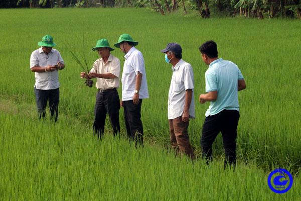 Tiền Giang: Nông dân trồng thứ lúa đặc sản theo cách gì mà hễ gặt xong là có công ty xuất khẩu đến mua luôn? - Ảnh 1.